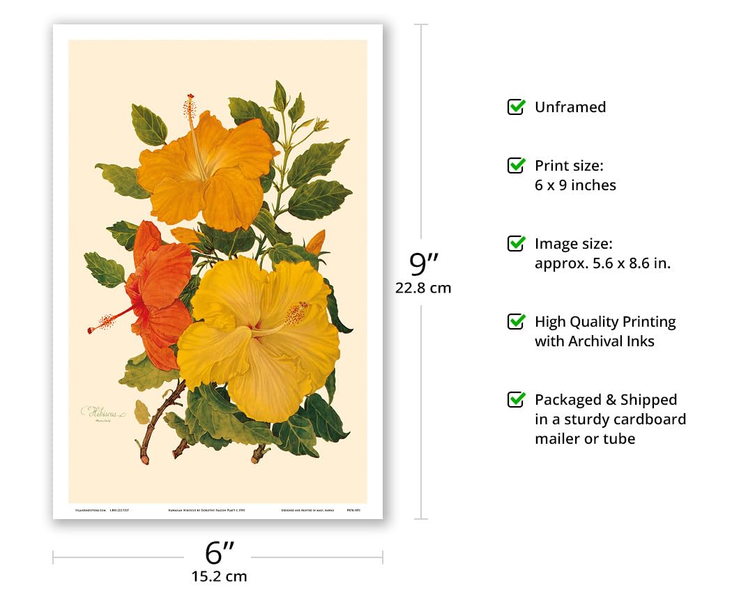 Amazon.com: Hawaiian Hibiscus - Honolulu Hawaii USA - Vintage